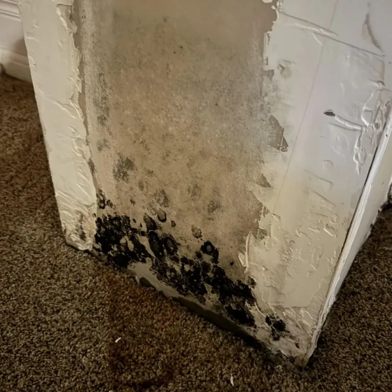 Professional Mold Removal in Newport, TN